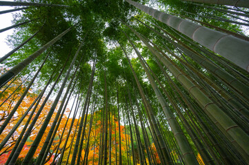 Bamboo grove, bamboo forest at Arashiyama in Kyoto, Japan