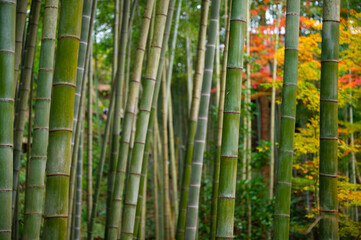 Bamboo grove, bamboo forest at Arashiyama in Kyoto, Japan
