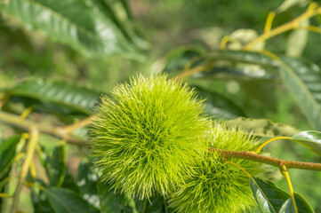 青く実ったイガグリ
