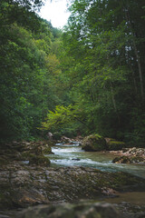 Obraz premium river in the forest