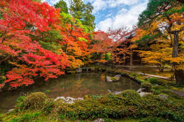 Fototapeta na wymiar Colorful autumn leaf japanese garden in old temple in Kyoto, Japan