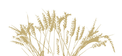 Yellow ears of wheat. Vector illustration © Мария Неноглядова