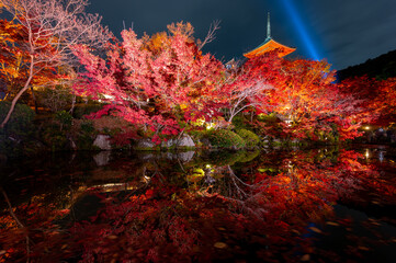 Fototapeta na wymiar Kiyomizu pagoda with illuminated colorful autumn leaf with Kiyomizu temple in Kyoto, Japan