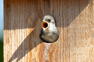 Violet-green Swallow baby in bird box, calling and waiting to be fed.  Hear me now.