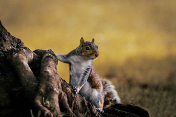 A Grey Squirrel in the role of the lookout
