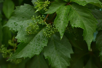 Wild green grape leaves with rain drops. Wall mural, background, banner with beautiful large leaves. Colorful look, suitable for web and print