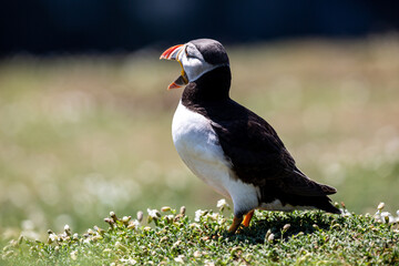 A Puffin with Open Beak, on Skomer Island