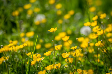 Buttercups growing in a field in Sussex, with a shallow depth of field