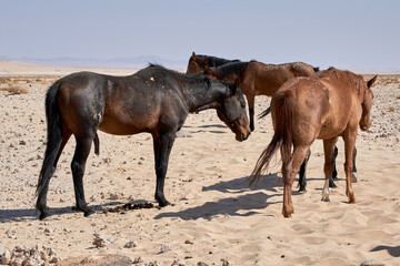 Wild Namib desert horses (Equus ferus caballus) near Aus, Namibia, Africa.