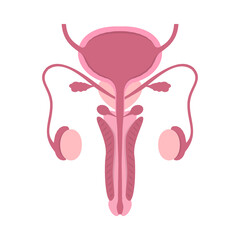 Male human reproductive system with cut-away view on white background. Educational content for medical university and college.