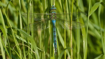 dragonfly on the grass