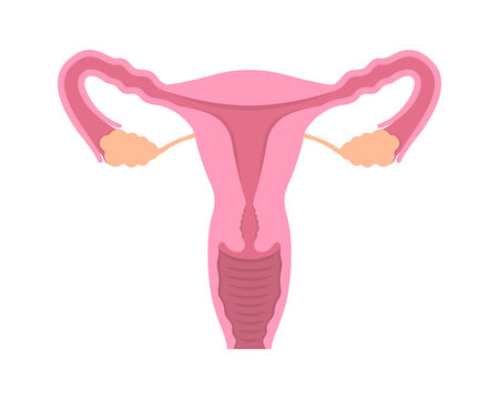 Cut-away view of female human reproductive system on white background