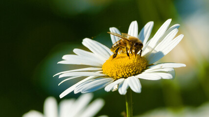 Obraz premium bee on daisy
