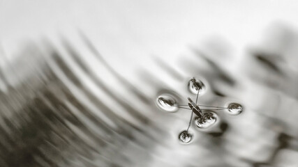 insecte marchant sur l'eau