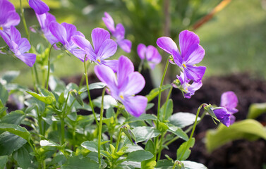 Viola Cornuta flowers in the garden