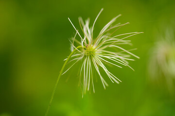 dandelion head
