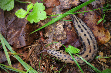 The biggest leopard slug is crawling over the fallen leaves.