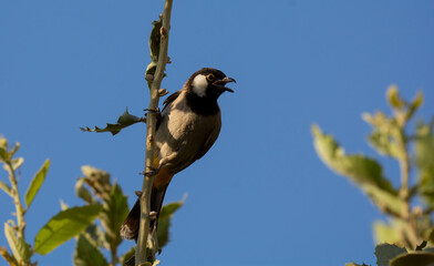 White-eared Bulbul bird on tree branch in home garden ( Pycnonotus leucotis )