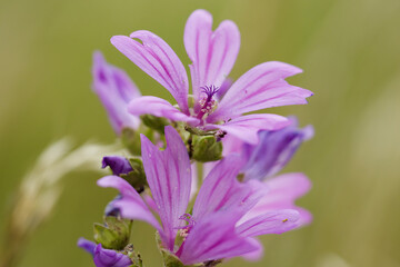 bee on flower