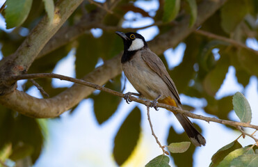 Obraz premium White-eared Bulbul bird on tree branch in home garden ( Pycnonotus leucotis )