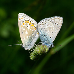 Obraz premium Close-up of a Blue and Yellow Butterfly Mating Pair in a Natural Setting