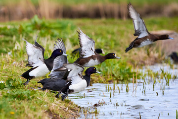 Tufted Ducks takeoff ( Aythya fuligula )	