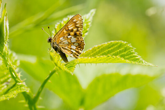 Hamearis lucina, Duke, orange butterfly on leaf with green background, selective focus.