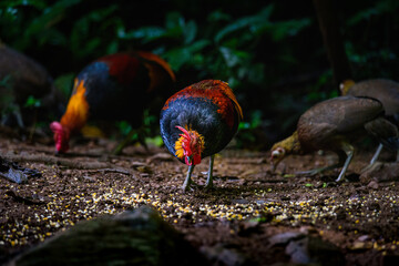 Red Junglefowl - Gallus gallus tropical bird Beautiful colors in green Thailand jungle