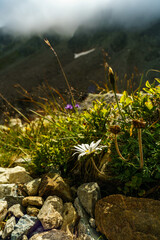 alpine Blumen in den Bergen des Montafon, Rhätikon. Berglandschaft mit Blumen. alpine flowers