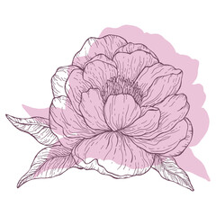 Pastel purple floral line art on white background. Beautyful peonies flower drawing for invitations and cards design. Vector botanical clipart.