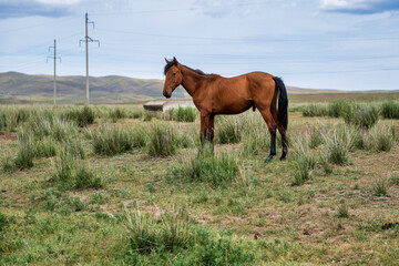 horse in the field