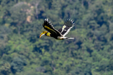 Great Hornbill flying in the sky with forest background at Khao Yai National Park, Thailand