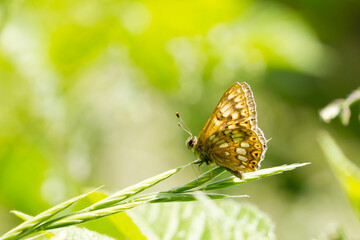 Hamearis lucina, Duke, orange butterfly on leaf resting, selective focus.