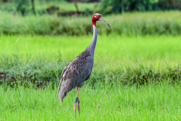 Eastern Sarus Crane (Antigone antigone sharpii) in natural habitat at Huai Jorakae Mak Reservoir Non-hunting Area, Buri Ram Province, Thailand.