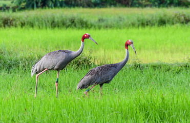 Eastern Sarus Crane (Antigone antigone sharpii) in natural habitat at Huai Jorakae Mak Reservoir Non-hunting Area, Buri Ram Province, Thailand.