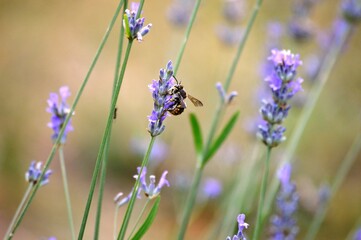 a small beetle on a purple lavender flower