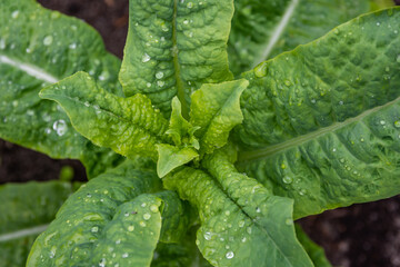 Celtuce, also called as Asparagus lettuce or chinese lettuce