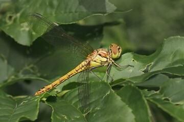 European dragonfly vagrant darter on a leaf