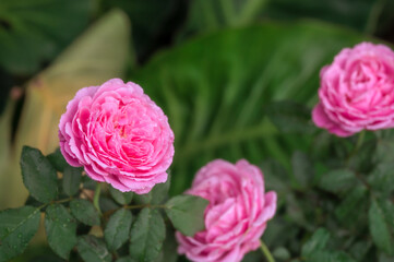 A beautiful pink rose with water droplets that the rose petals are blooming in the garden.