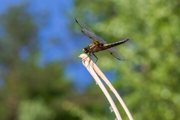 Dragonfly - Odonata with outstretched wings on a blade of grass. In the background is a beautiful bokeh created by an  lens.