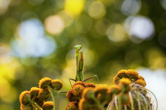 Mantis - Mantis religiosa portrait of an insect on a flower. The background is green.