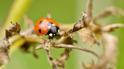 ladybug on a leaf