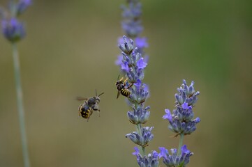 Fototapeta na wymiar a small beetle on a purple lavender flower