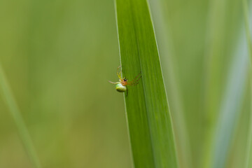Jumping spider in the green nature or in the garden. The background is green.