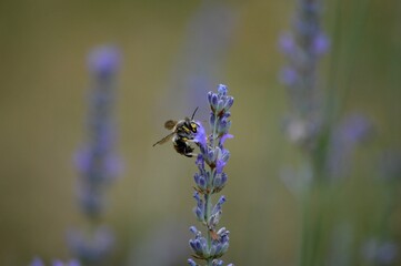 a small beetle on a purple lavender flower