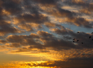 Black birds in the golden evening