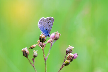 Little blue butterfly Blue sitting on a thistle. The background is green.