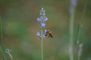 a small beetle on a purple lavender flower