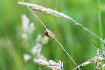 A small snail crawls on a blade of grass in a meadow. The background is green.