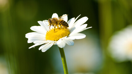 Obraz premium bee on flower